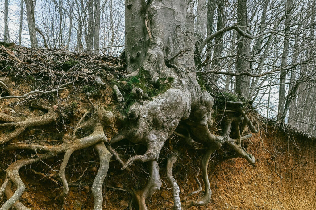 Das Bild zeigt die starken Wurzeln eines Baumes.